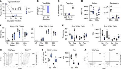 T cell intrinsic STAT1 signaling prevents aberrant Th1 responses during acute toxoplasmosis